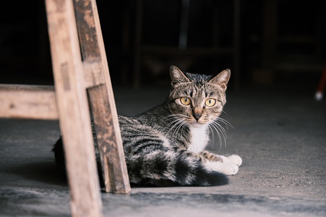 pet-sitting-640x480-94992869.jpeg