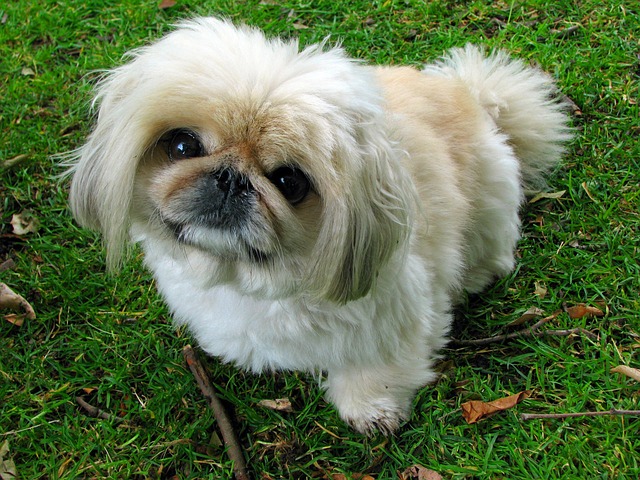 pet-sitting-640x480-96159507.jpeg