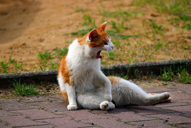pet-sitting-640x480-96610440.jpeg