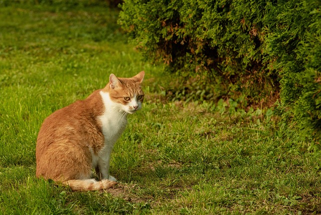 Pet Sitting