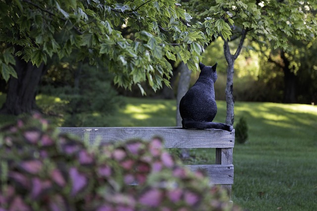 pet-sitting-640x480-97810300.jpeg