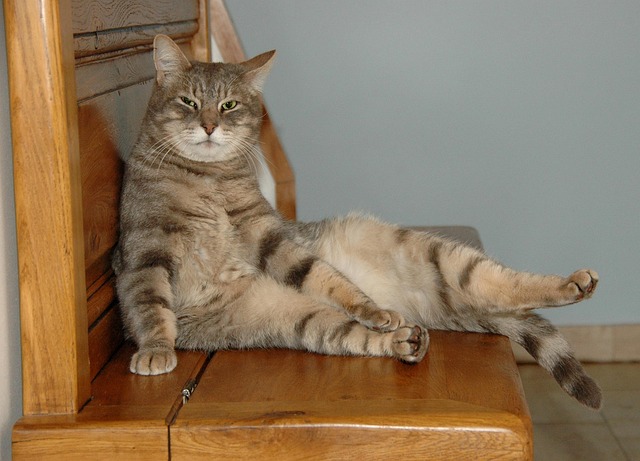 pet-sitting-640x480-98305474.jpeg