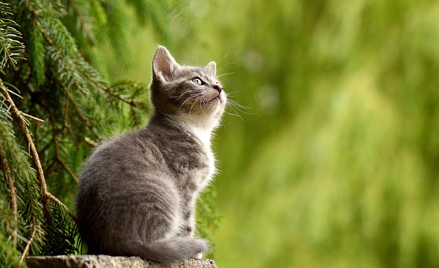 pet-sitting-640x480-98911293.jpeg