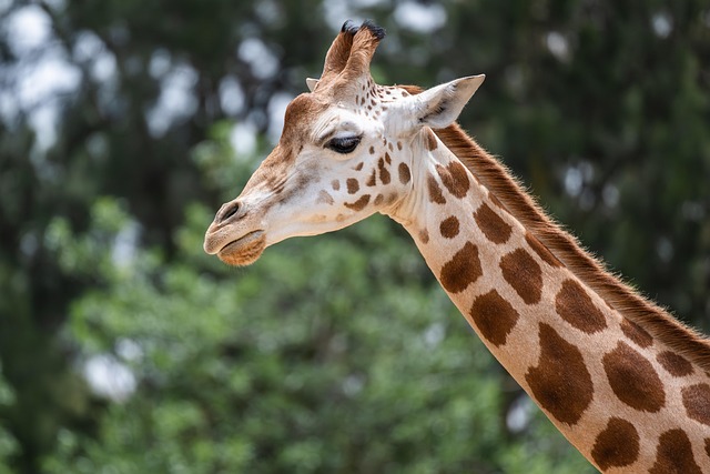 neck-pain-640x480-47518646.jpeg
