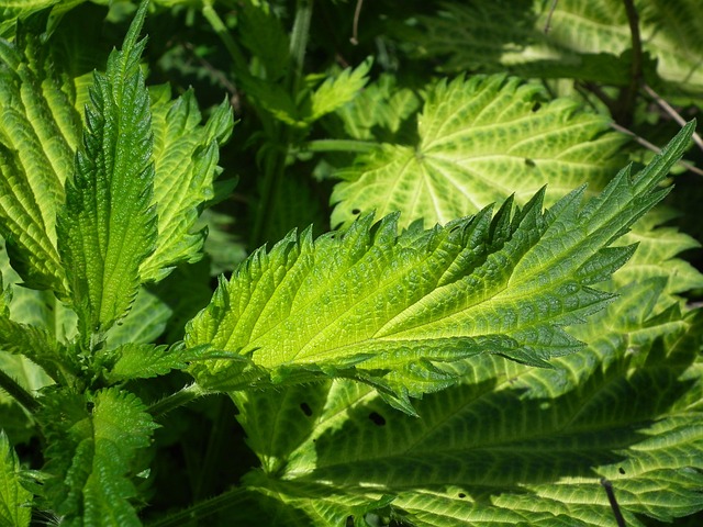 herbal-pain-relief-frisco-640x480-63787003.jpeg