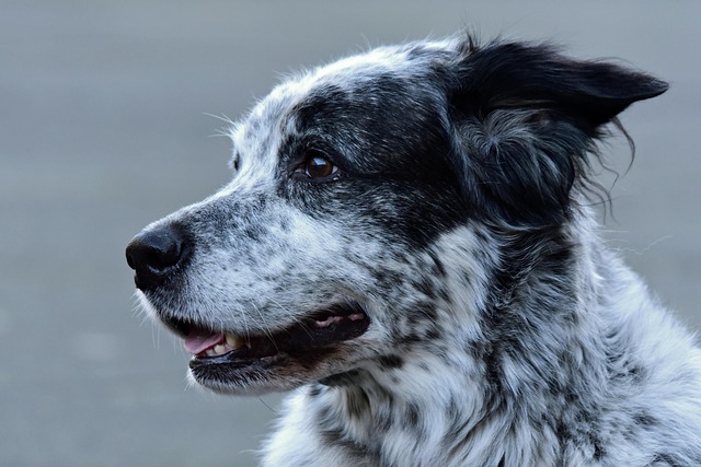 pet-friendly-moving-services-sf-640x480-47865264.jpeg