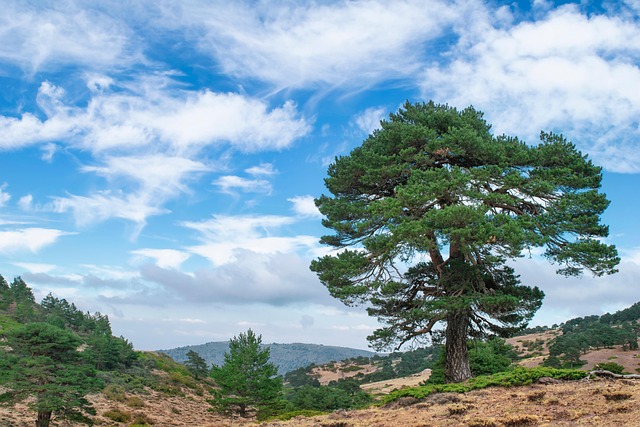 eco-friendly-moving-services-sf-640x480-59492273.jpeg