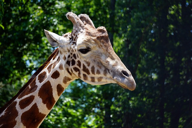 neck-pain-640x480-50605407.jpeg