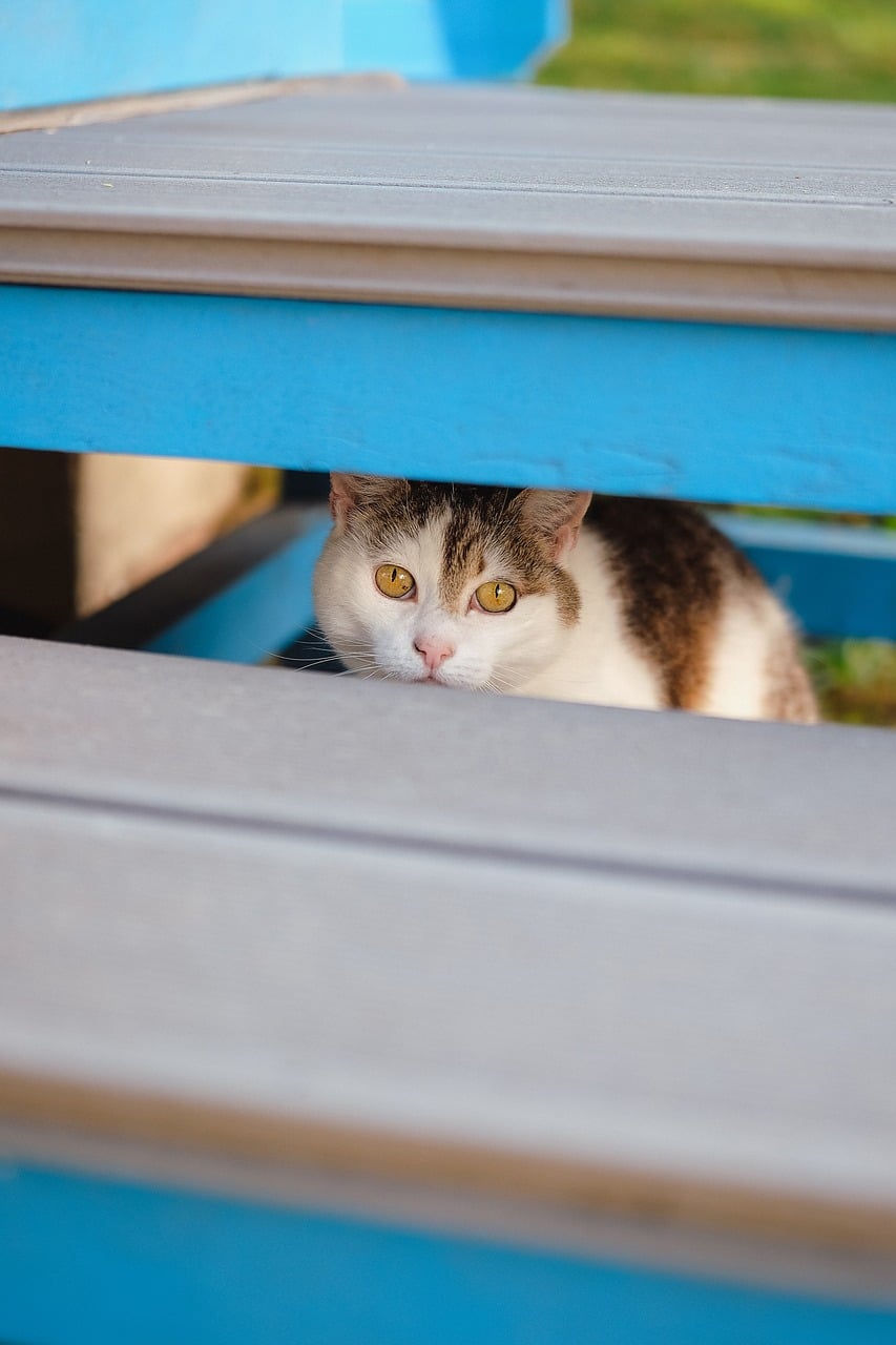 Caring for Exotic Pets & Farm Animals in San Antonio