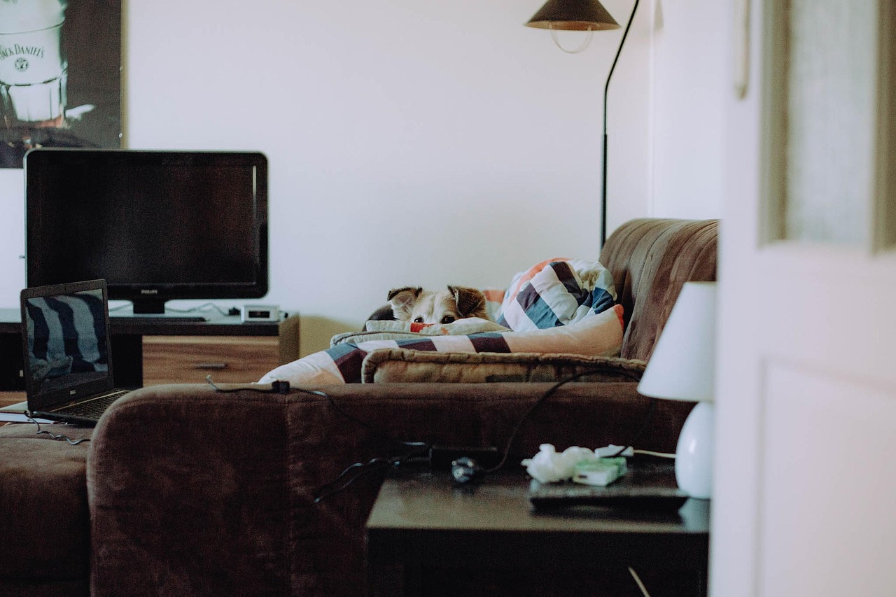 hire-a-san-antonio-pet-sitter-questions-640x480-s5xqmp