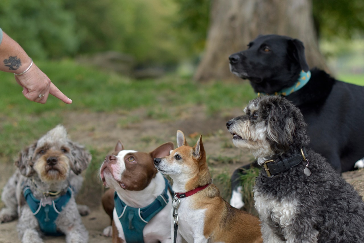 Navigating San Antonio: In-Home Pet Sitting vs Boarding