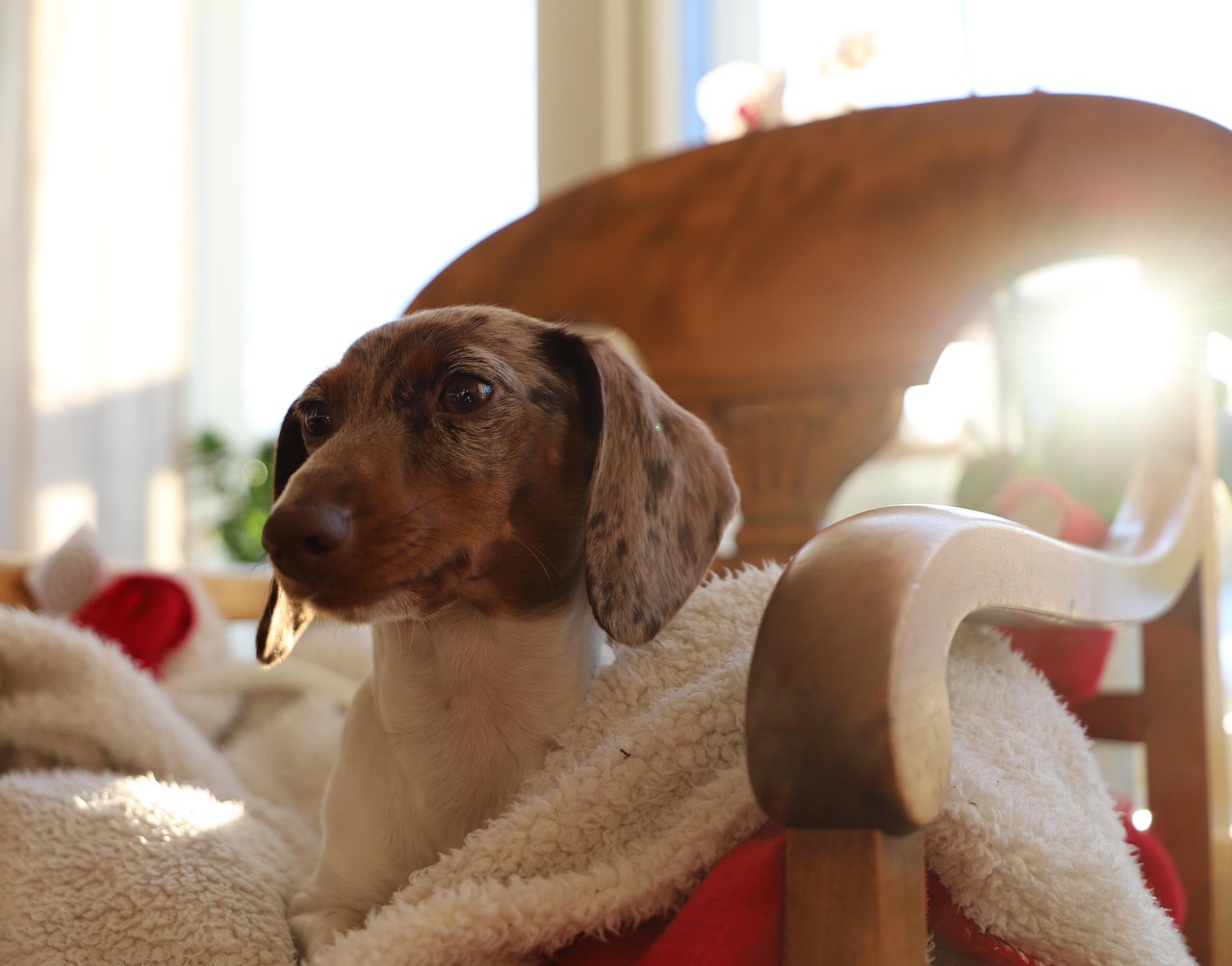 Navigating San Antonio: Pet Sitting vs. Boarding for Peace of Mind