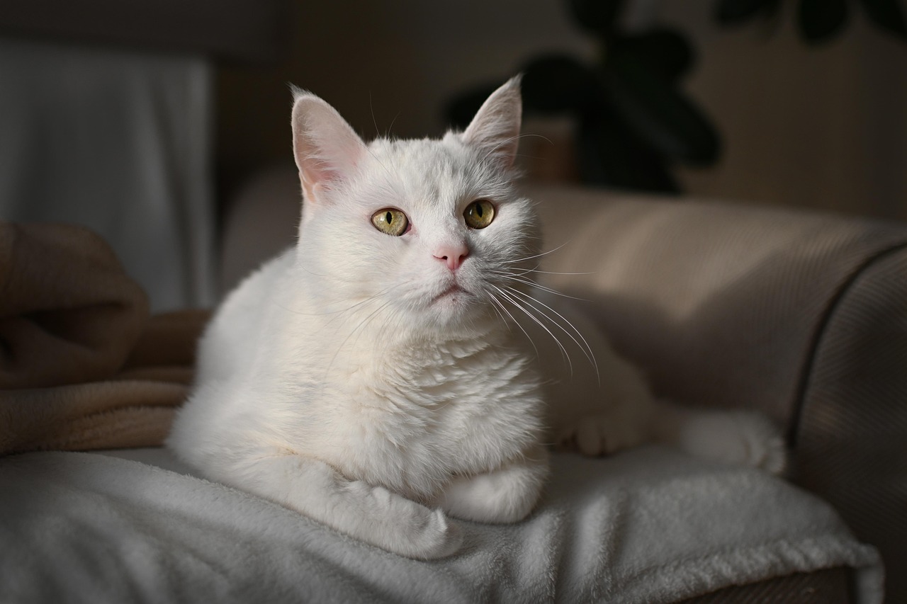 San Antonio Pet Care: Sit vs. Board: Make the Right Choice