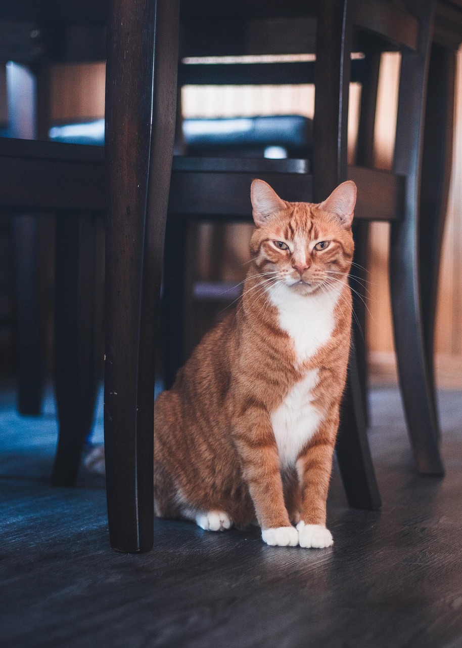 san-antonio-pet-care-sitter-vs-boarding-640x480-urhx7j