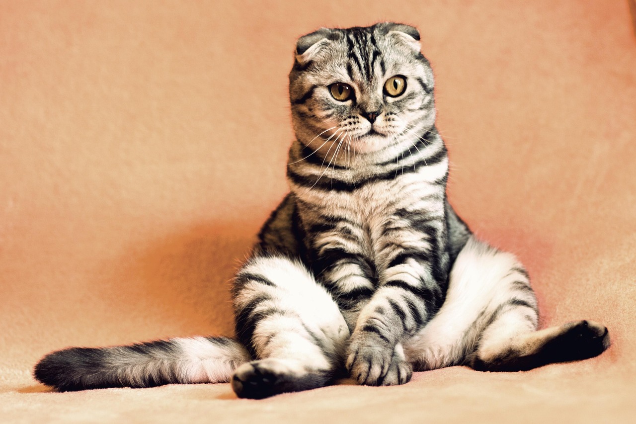 San Antonio Pet Sitters: Care for Exotic Farm Animals Safely