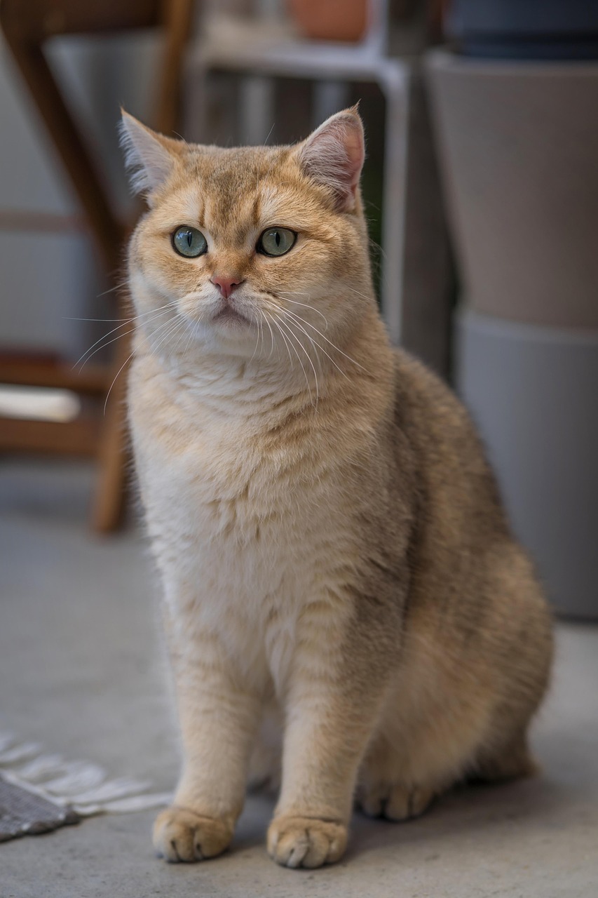 San Antonio Pet Sitters: Caring for Exotic & Farm Animals