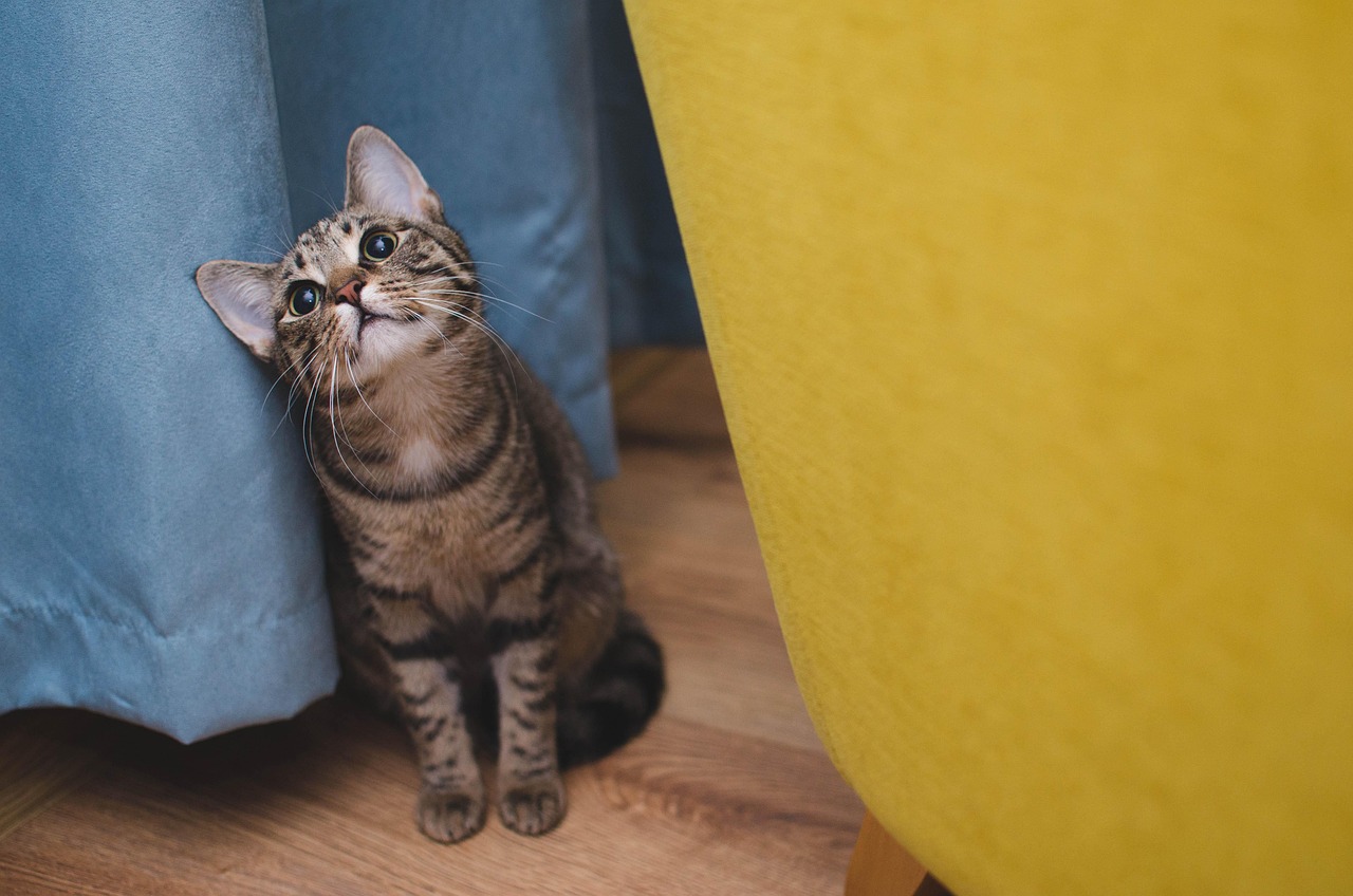 What a Pet Sitters Daily Visit Entails for San Antonio Pets